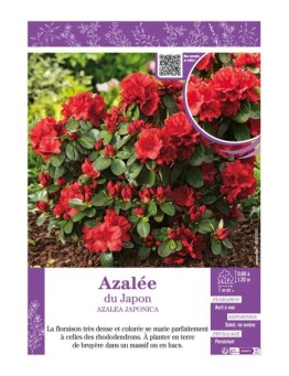 AZALEA JAPONICA voir AZALÉE DU JAPON (rouge)