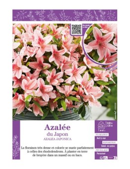 AZALEA JAPONICA voir AZALÉE DU JAPON (saumon)