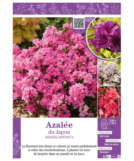 AZALEA JAPONICA voir AZALÉE DU JAPON (varié)