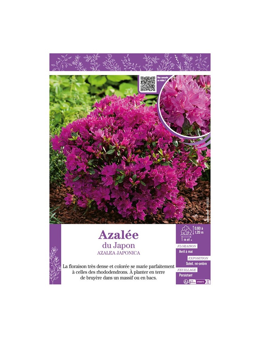 AZALEA JAPONICA voir AZALÉE DU JAPON (violette)