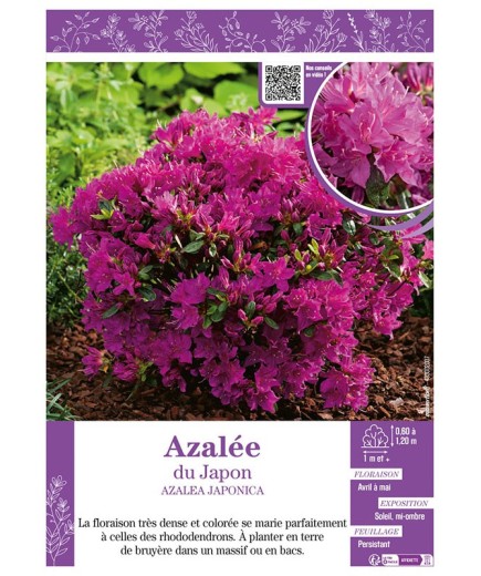 AZALEA JAPONICA voir AZALÉE DU JAPON (violette)