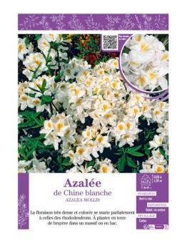AZALEA MOLLIS voir AZALÉE DE CHINE (blanc)