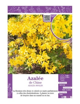 AZALEA MOLLIS voir AZALÉE DE CHINE (jaune)
