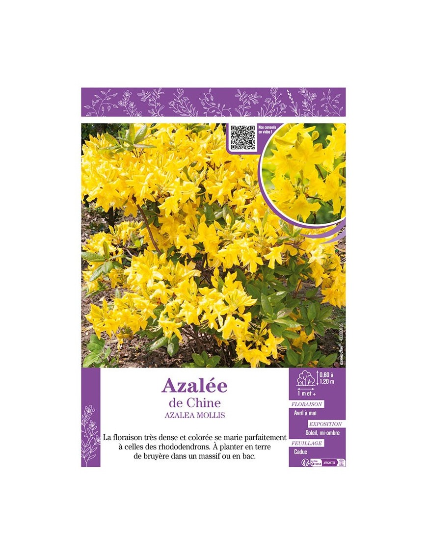 AZALEA MOLLIS voir AZALÉE DE CHINE (jaune)