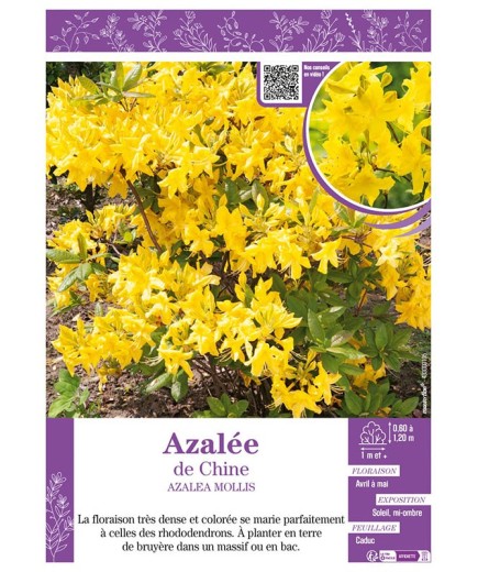 AZALEA MOLLIS voir AZALÉE DE CHINE (jaune)