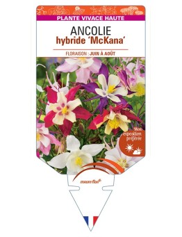 ANCOLIE hybride McKana