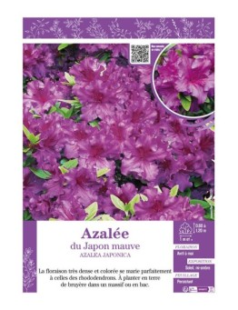 AZALEA MOLLIS voir AZALÉE DE CHINE (mauve)