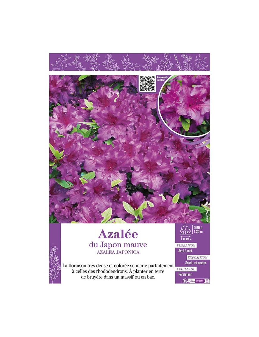 AZALEA MOLLIS voir AZALÉE DE CHINE (mauve)