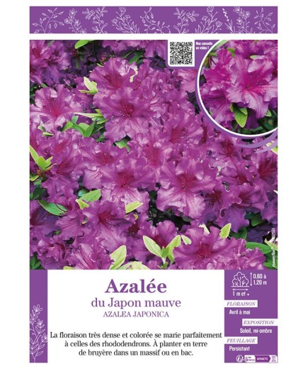 AZALEA MOLLIS voir AZALÉE DE CHINE (mauve)