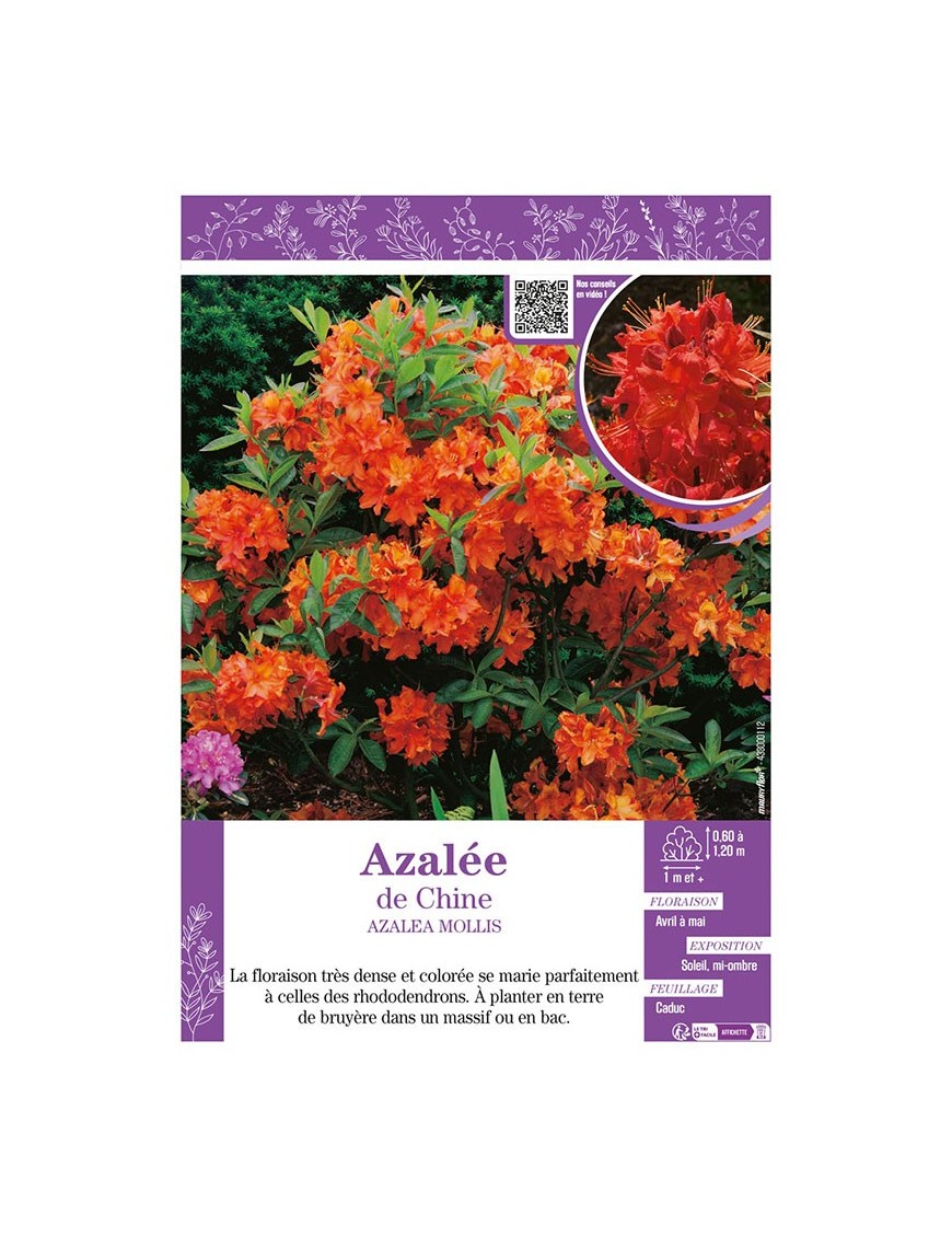 AZALEA MOLLIS voir AZALÉE DE CHINE (orange)