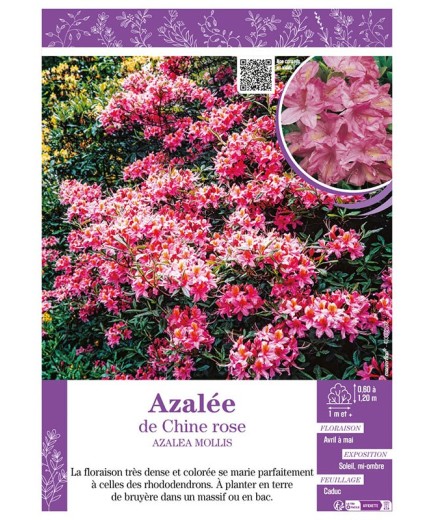 AZALEA MOLLIS voir AZALÉE DE CHINE (rose)