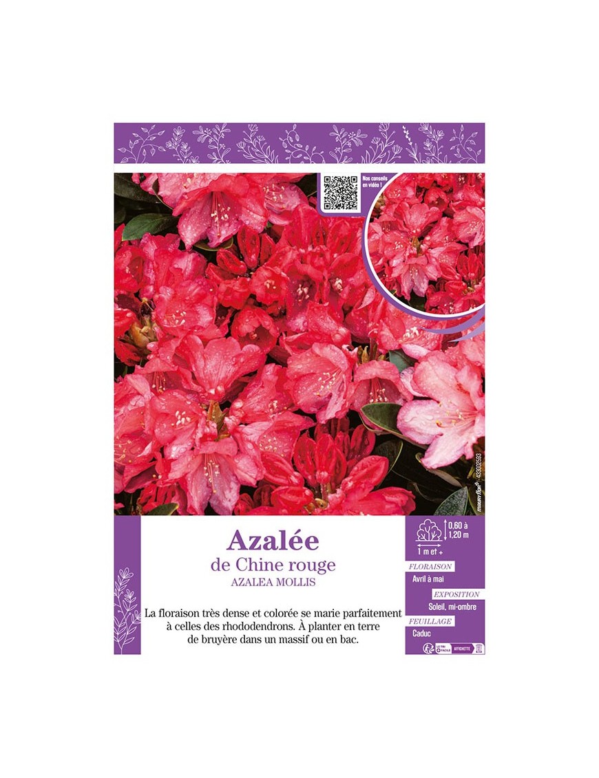 AZALEA MOLLIS voir AZALÉE DE CHINE (rouge)