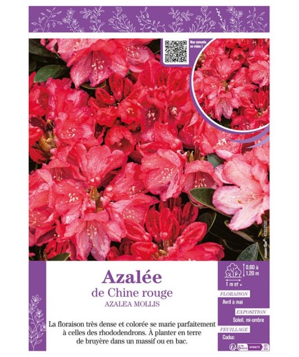 AZALEA MOLLIS voir AZALÉE DE CHINE (rouge)