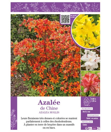 AZALEA MOLLIS voir AZALÉE DU CHINE (varié)