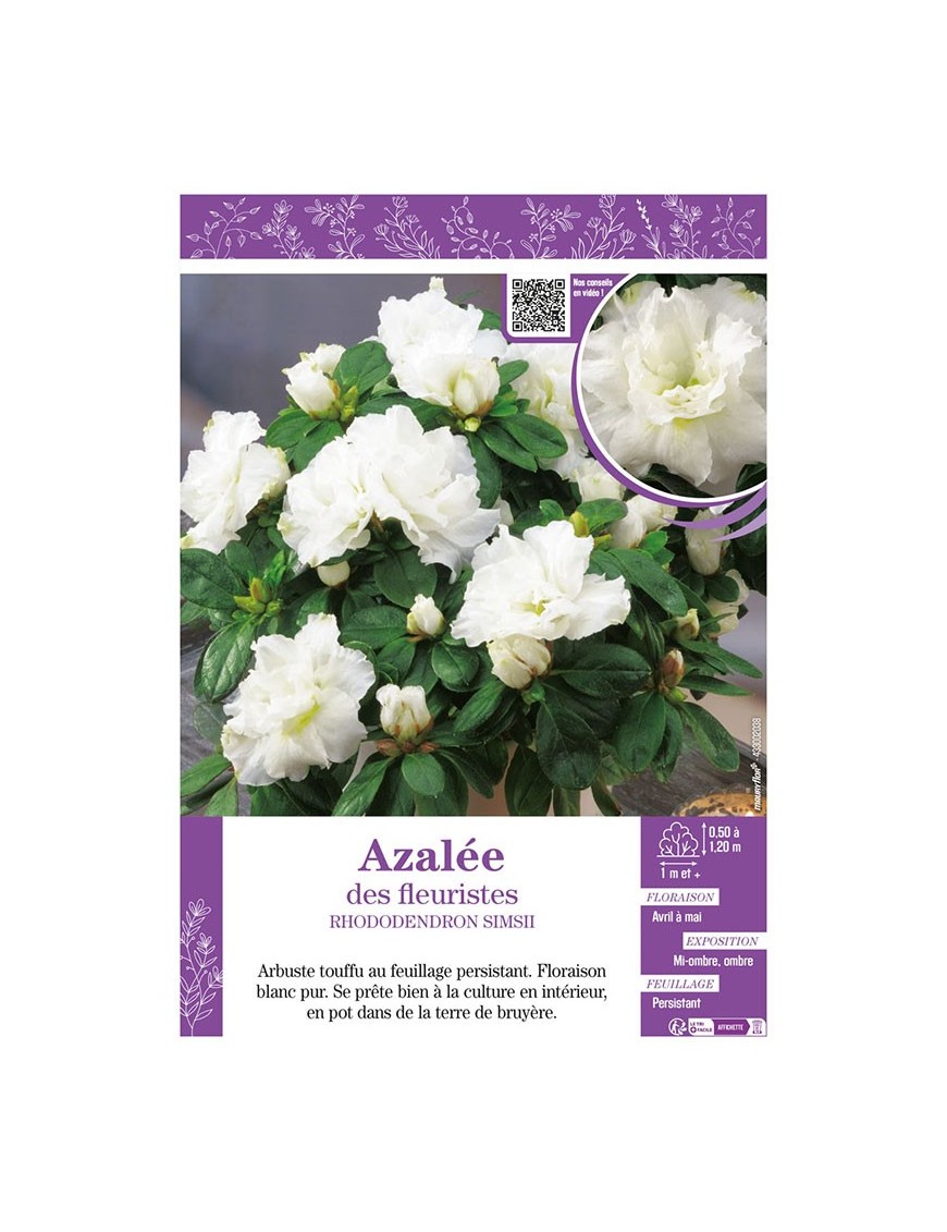 AZALÉE DES FLEURISTES (blanc) Rhododendron simsii