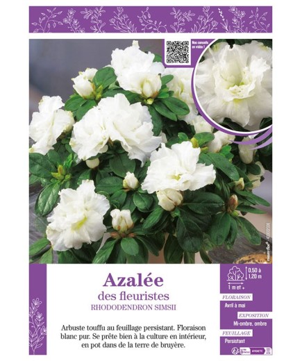 AZALÉE DES FLEURISTES (blanc) Rhododendron simsii
