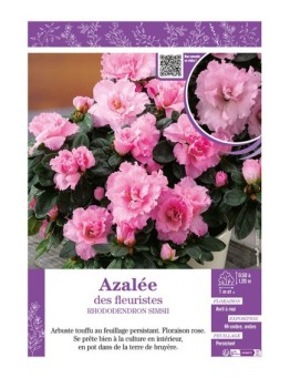 AZALÉE DES FLEURISTES (rose) Rhododendron simsii