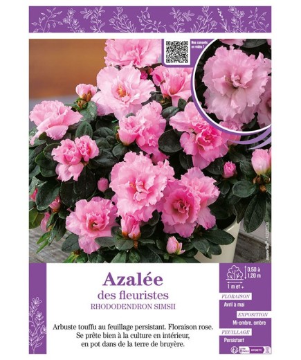 AZALÉE DES FLEURISTES (rose) Rhododendron simsii