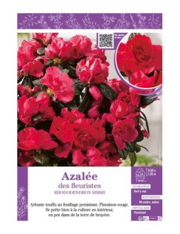 AZALÉE DES FLEURISTES (rouge) Rhododendron simsii