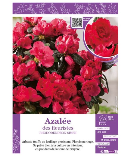 AZALÉE DES FLEURISTES (rouge) Rhododendron simsii