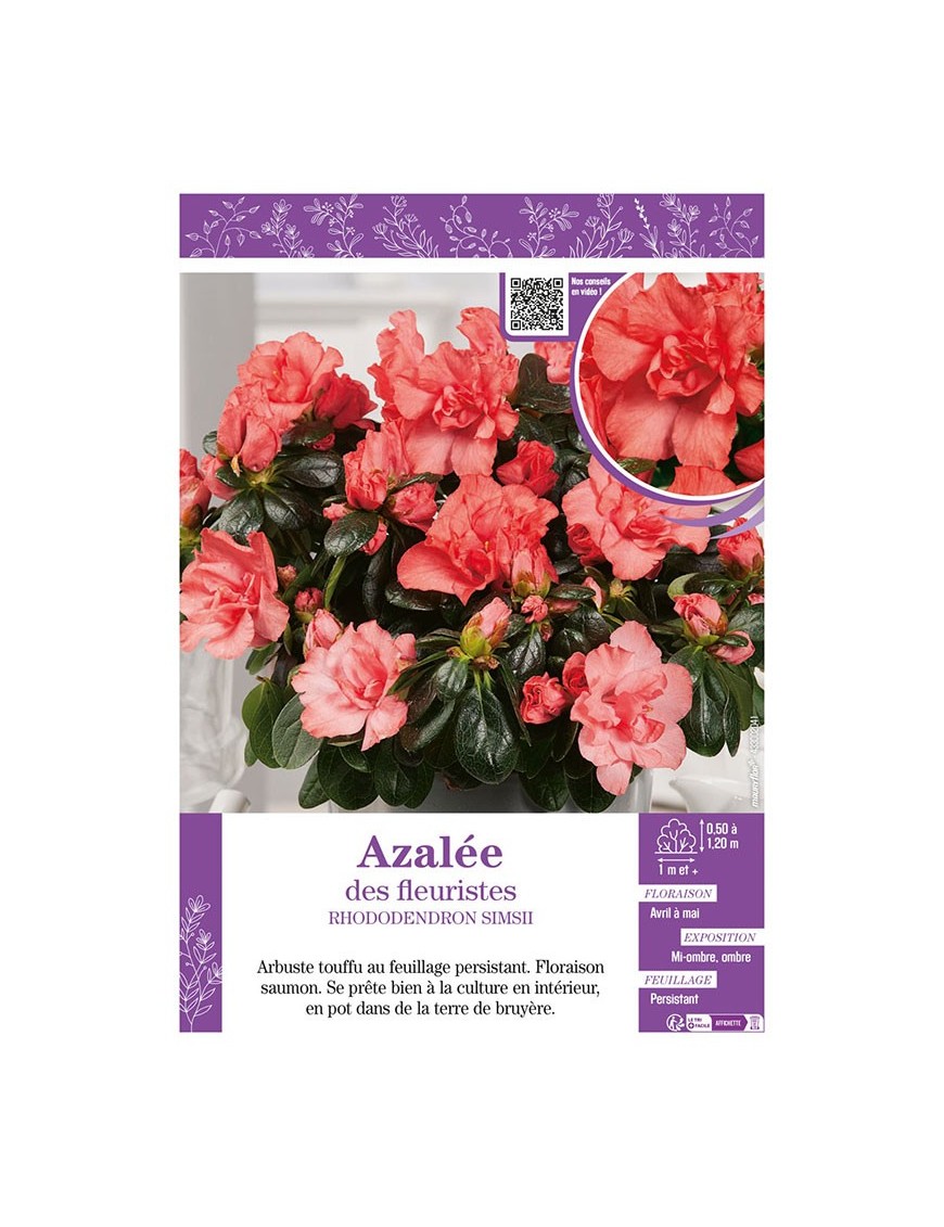 AZALÉE DES FLEURISTES (saumon) Rhododendron simsii