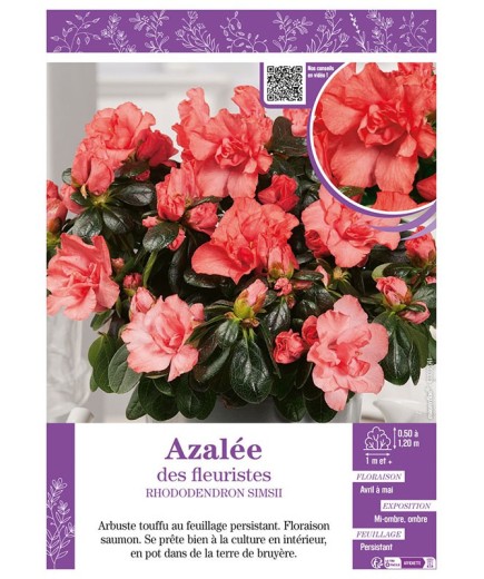 AZALÉE DES FLEURISTES (saumon) Rhododendron simsii