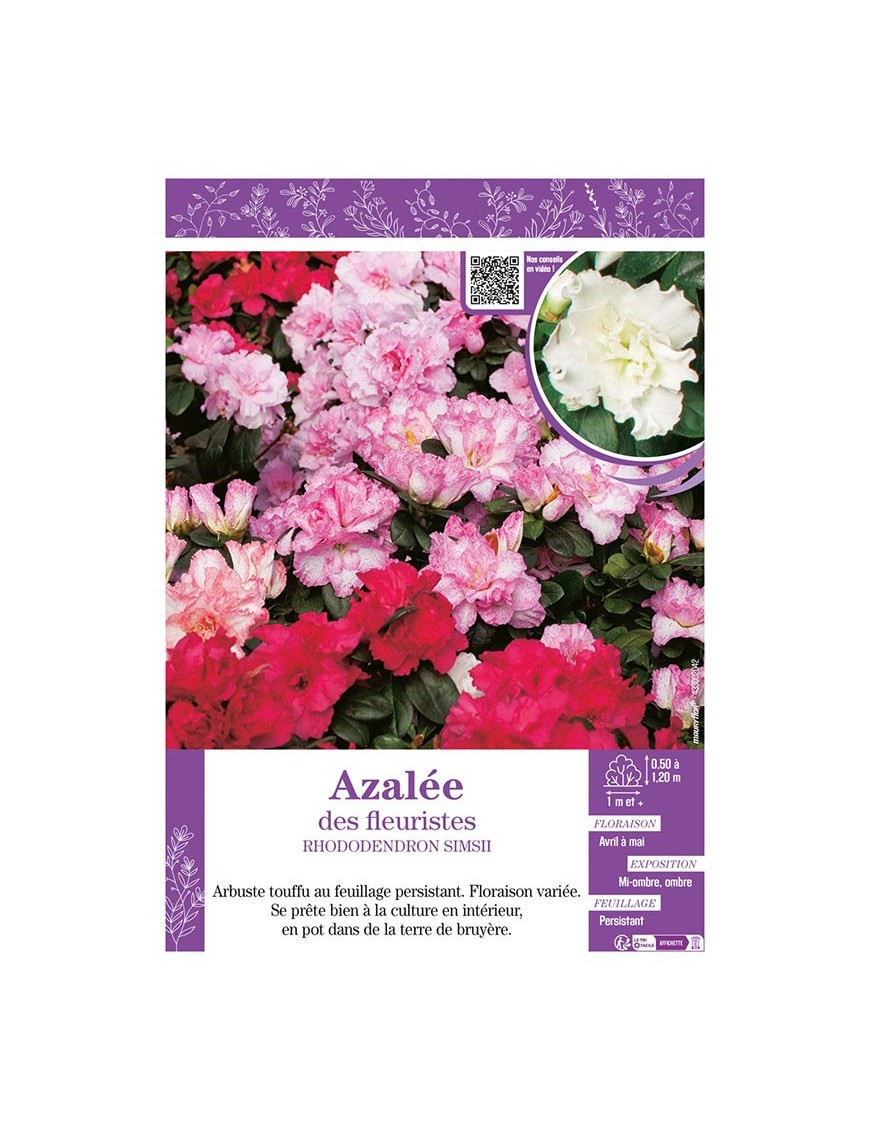 AZALÉE DES FLEURISTES (varié) Rhododendron simsii