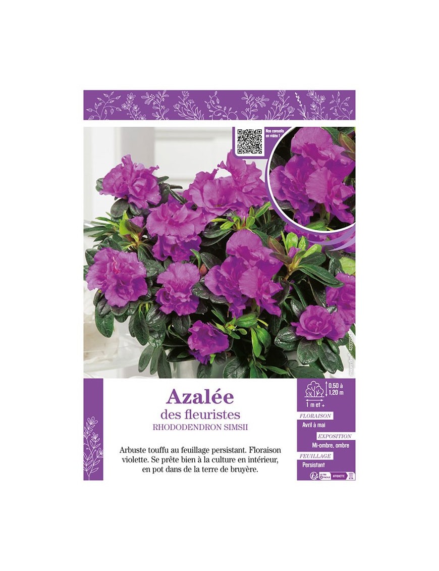 AZALÉE DES FLEURISTES (violette) Rhododendron simsii