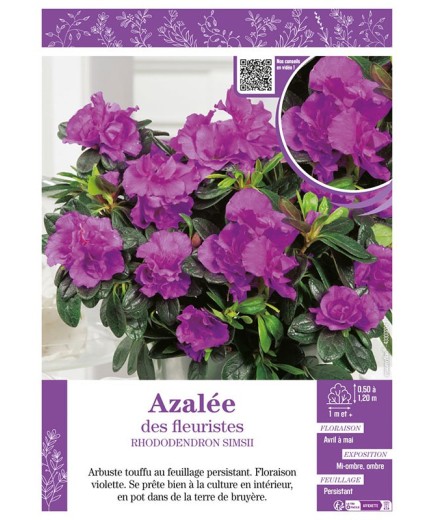 AZALÉE DES FLEURISTES (violette) Rhododendron simsii