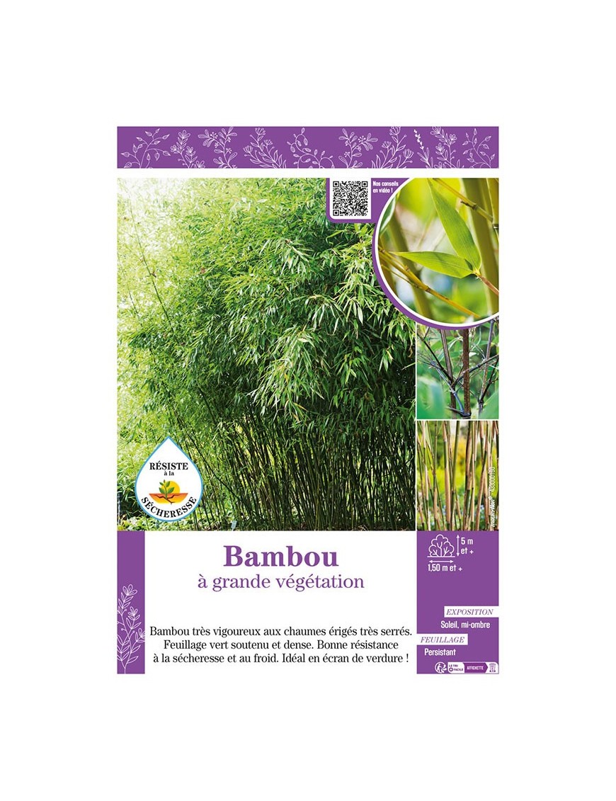 BAMBOU à grande végétation (Phyllostachys Fargesia)