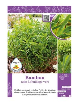 BAMBOU nain à feuillage vert (Pleioblastus Sasa)