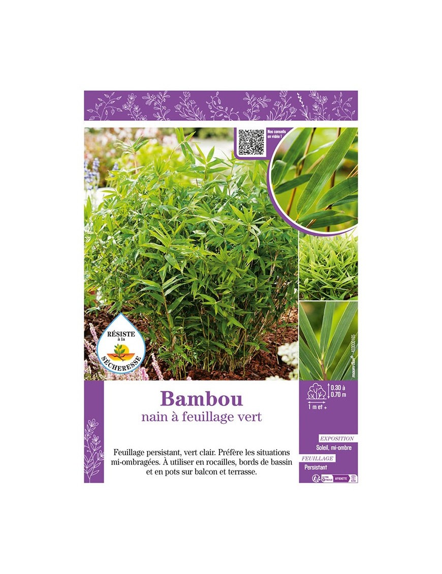 BAMBOU nain à feuillage vert (Pleioblastus Sasa)