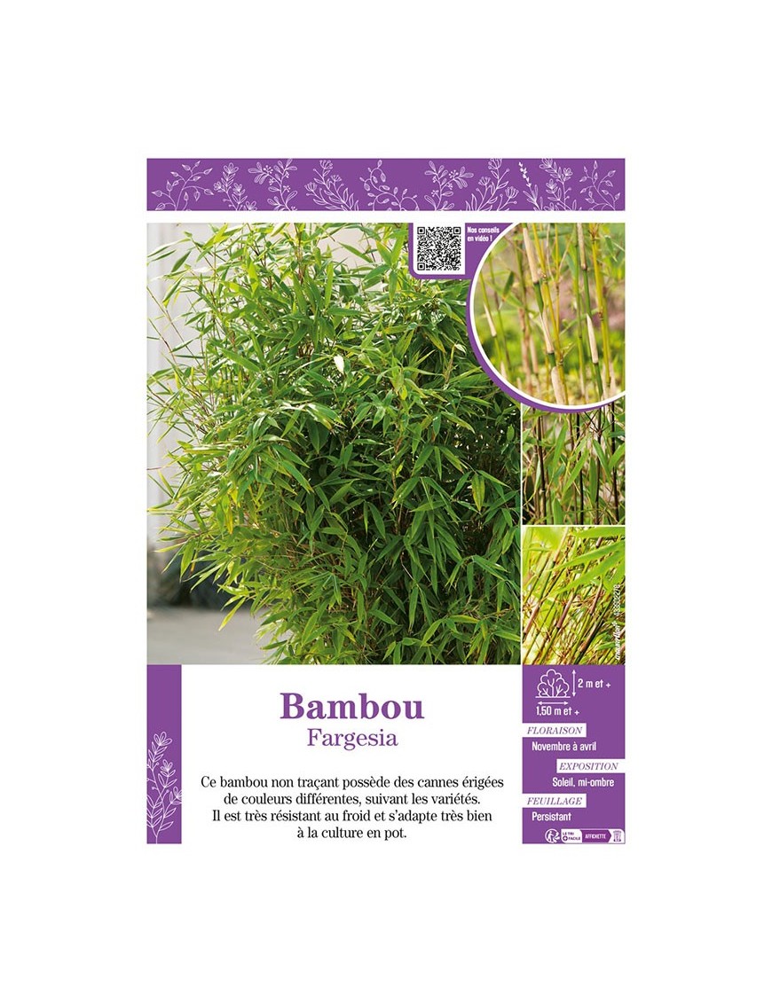 BAMBOU FARGESIA (varié)