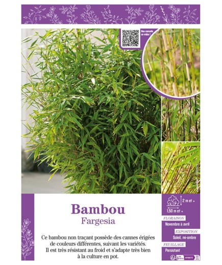 BAMBOU FARGESIA (varié)