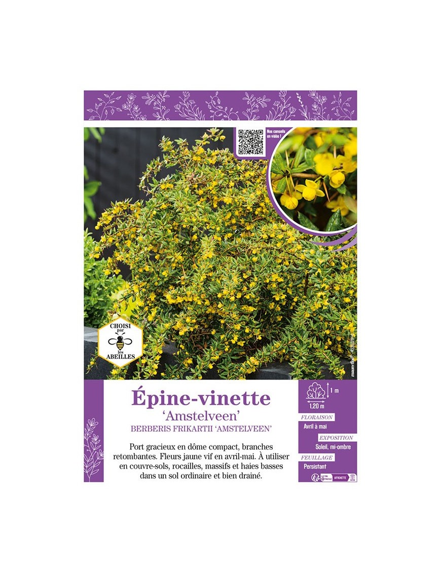 BERBERIS FRIKARTII AMSTELVEEN