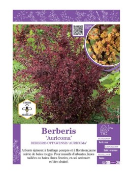 BERBERIS OTTAWENSIS AURICOMA