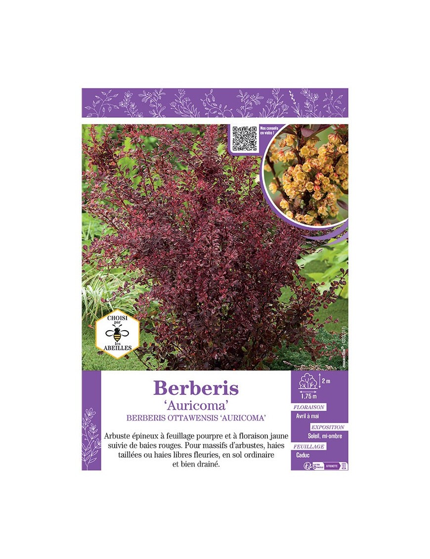 BERBERIS OTTAWENSIS AURICOMA