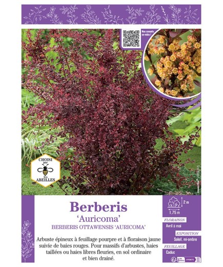 BERBERIS OTTAWENSIS AURICOMA