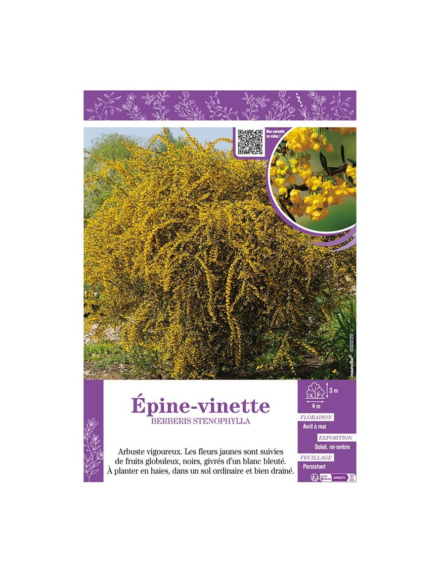 BERBERIS STENOPHYLLA