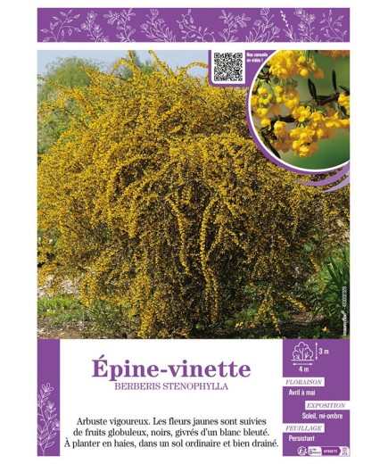 BERBERIS STENOPHYLLA