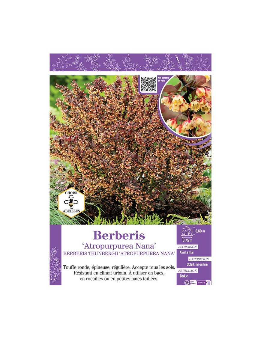 BERBERIS THUNBERGII ATROPURPUREA NANA