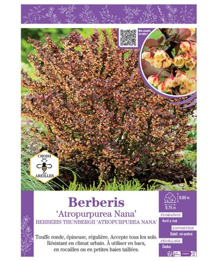 BERBERIS THUNBERGII ATROPURPUREA NANA