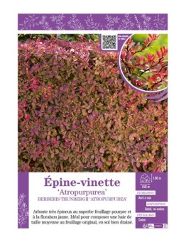 BERBERIS THUNBERGII ATROPURPUREA