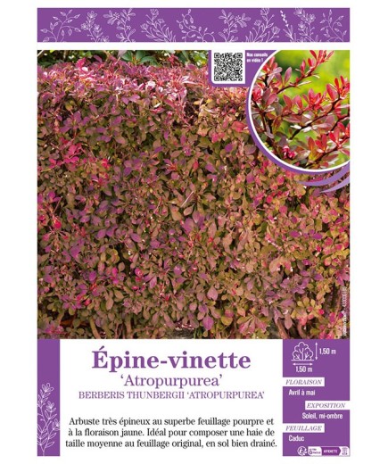 BERBERIS THUNBERGII ATROPURPUREA