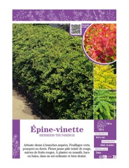 BERBERIS THUNBERGII (varié)