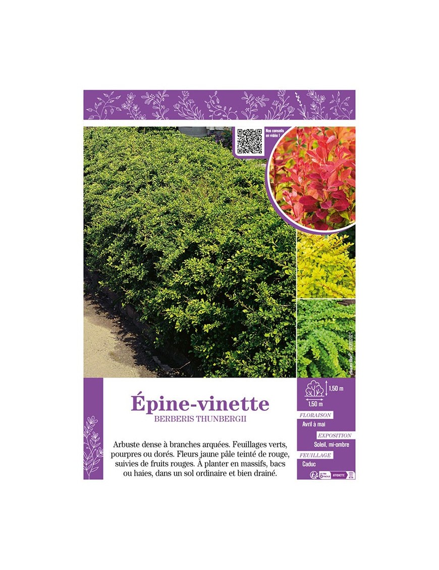 BERBERIS THUNBERGII (varié)