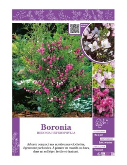 BORONIA (varié)