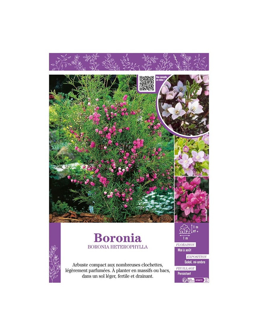 BORONIA (varié)