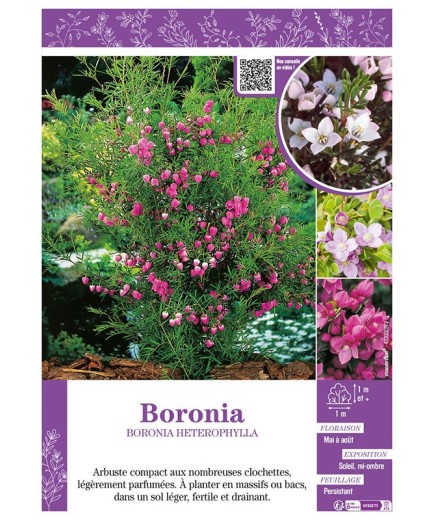 BORONIA (varié)