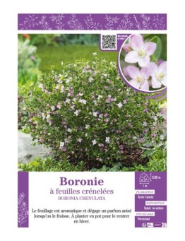 BORONIE À FEUILLES CRÉNELÉES